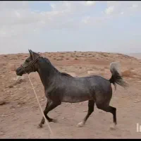 فروش کره مادیون|اسب و تجهیزات اسبسواری|رونیز, |دیوار