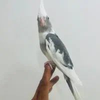 عروس هلندی اشتی