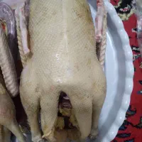 غاز سالم و ارگانیک|حیوانات مزرعه|ساری, |دیوار