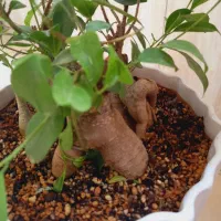 بنسای|گل و گیاه طبیعی|تهران, شکوفه (عبدل آباد)|دیوار