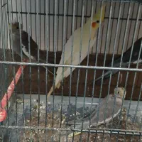 عروس هلندی|پرنده|مشهد, شهرک مهرگان|دیوار