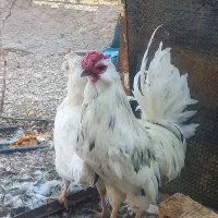 فروش تک خروس گلین کاکل ریش فول چهل تاج|حیوانات مزرعه|آباده, |دیوار