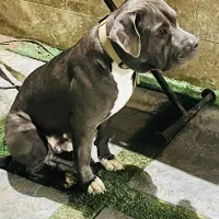 توله پیتبول تریرر اصل