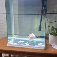 اکواریوم خانگی
