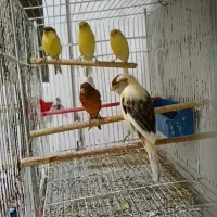 قناری ماده|پرنده|رشت, کوی مهر|دیوار