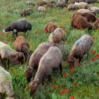 خـرید مستـقیم‌ بدونه واسطه گوسفند عشایر زنده