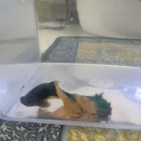 ماهی فایتر|ماهی|رشت, معلم|دیوار