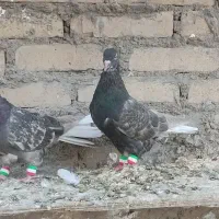دوتا ماده کوهی دمسفید نسل پرتقالی دمسفید|پرنده|اهواز, کیان اباد|دیوار