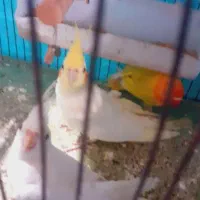 عروس هلندی لوتینوی اهلی 6 ماهه