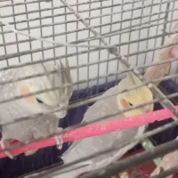 عروس هلندی و مرغ عشق|پرنده|مشهد, حجت|دیوار