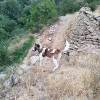 سگ گله