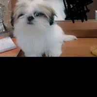 سگ شیتزو فلت