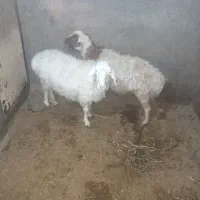 میش|حیوانات مزرعه|بیرجند, |دیوار