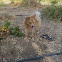 سگ پامرانین  پاکوتاه|سگ|سرپل ذهاب, |دیوار