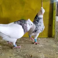 کبوتر طوقی ناب