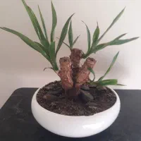 گلهای آپارتمانی