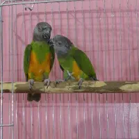 طوطی سنگال|پرنده|ری, جوانمرد قصاب|دیوار