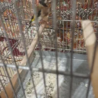 سهره ماده|پرنده|ساوه, |دیوار