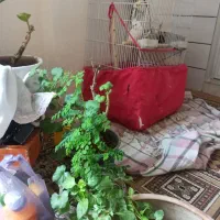 عروس هلندی|پرنده|اصفهان, ولدان|دیوار