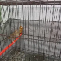 قناری|پرنده|بندرعباس, |دیوار