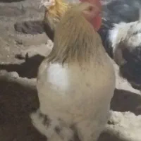 بوقلمون بیوتی پرواری اورگانیکBUT6|حیوانات مزرعه|صفی آباد, |دیوار