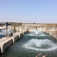 پرورش ماهی قزل الا ۱۲ تنی