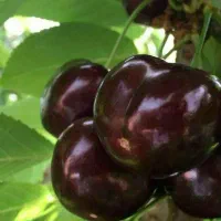 فروش نهال گیلاس تکدانه سیاه هارت|خدمات باغبانی و درختکاری|نظرآباد, رسالت|دیوار