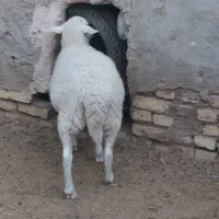 بره لاکن ماده بافق|حیوانات مزرعه|یزد, |دیوار