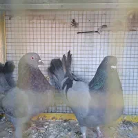 کبوتر اصفهانی