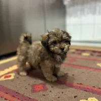 توله سگ ماده