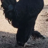 مرندی|حیوانات مزرعه|کرمان, |دیوار