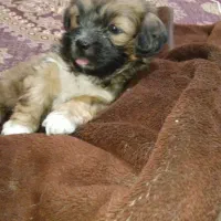 توله شیتزو|سگ|مسجد سلیمان, |دیوار