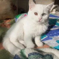 گربه ماده اسکاتیش چشم دو رنگ خشکل|گربه|مشکیندشت, |دیوار