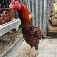 خروس و مرغ لاری  افغان اصیل