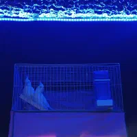 طوطی عروس(عروس هلندی)