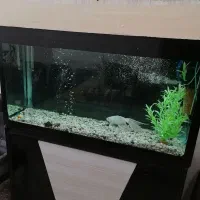 آکواریوم|ماهی|فرخشهر, |دیوار