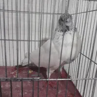 کبوتر غریب گیری|پرنده|رودسر, |دیوار