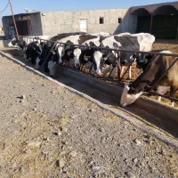 گاو شیری درجه یک|حیوانات مزرعه|نیشابور, شریعتی|دیوار