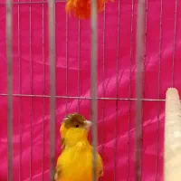 قناری زرد نر|پرنده|مبارکه, |دیوار