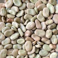 500 کیلو بذر  باقله برکت