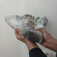 کبوتر موشی طاووسی