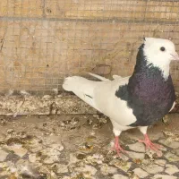 طوقی نر و شامی نر عروسک