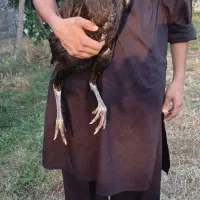 تخم لاری