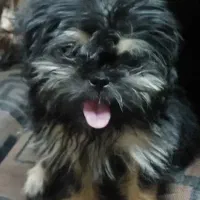 واگذاری توله شیتزو