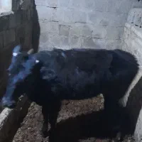 گوساله محلی