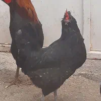 مرغ و خروس محلی