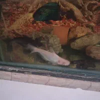 ماهی گوشت خوار|ماهی|مشهد, ایثار|دیوار