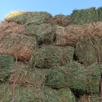 یونجه خالص پهره