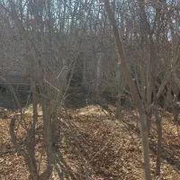 باغ-فروشی-گلدشت