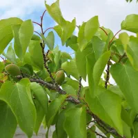 باغ 1000 متری